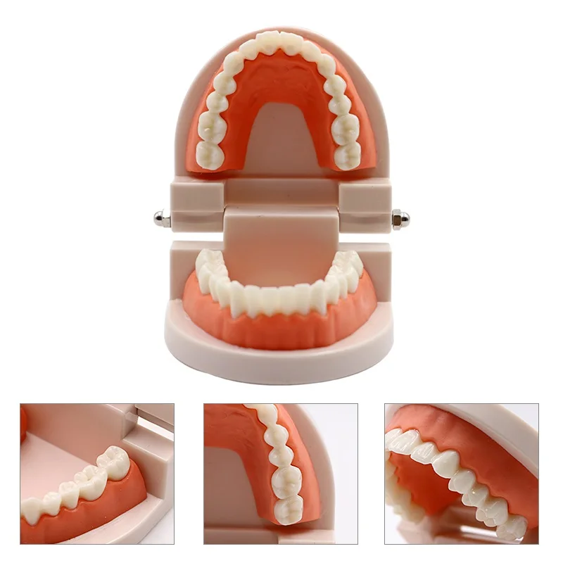 Dental Teeth Model Standard Teeth Teaching Adult Tooth Model Study Training Tool Dentist Teeth Learn Material