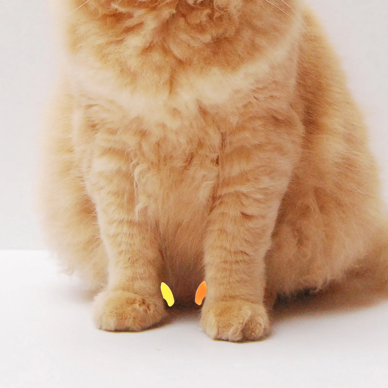 

160Pcs Pet Nail Art Kit Cat Nail Caps Soft Silicone Scratch Protection for Furniture and Skin 8 Adhesives Included