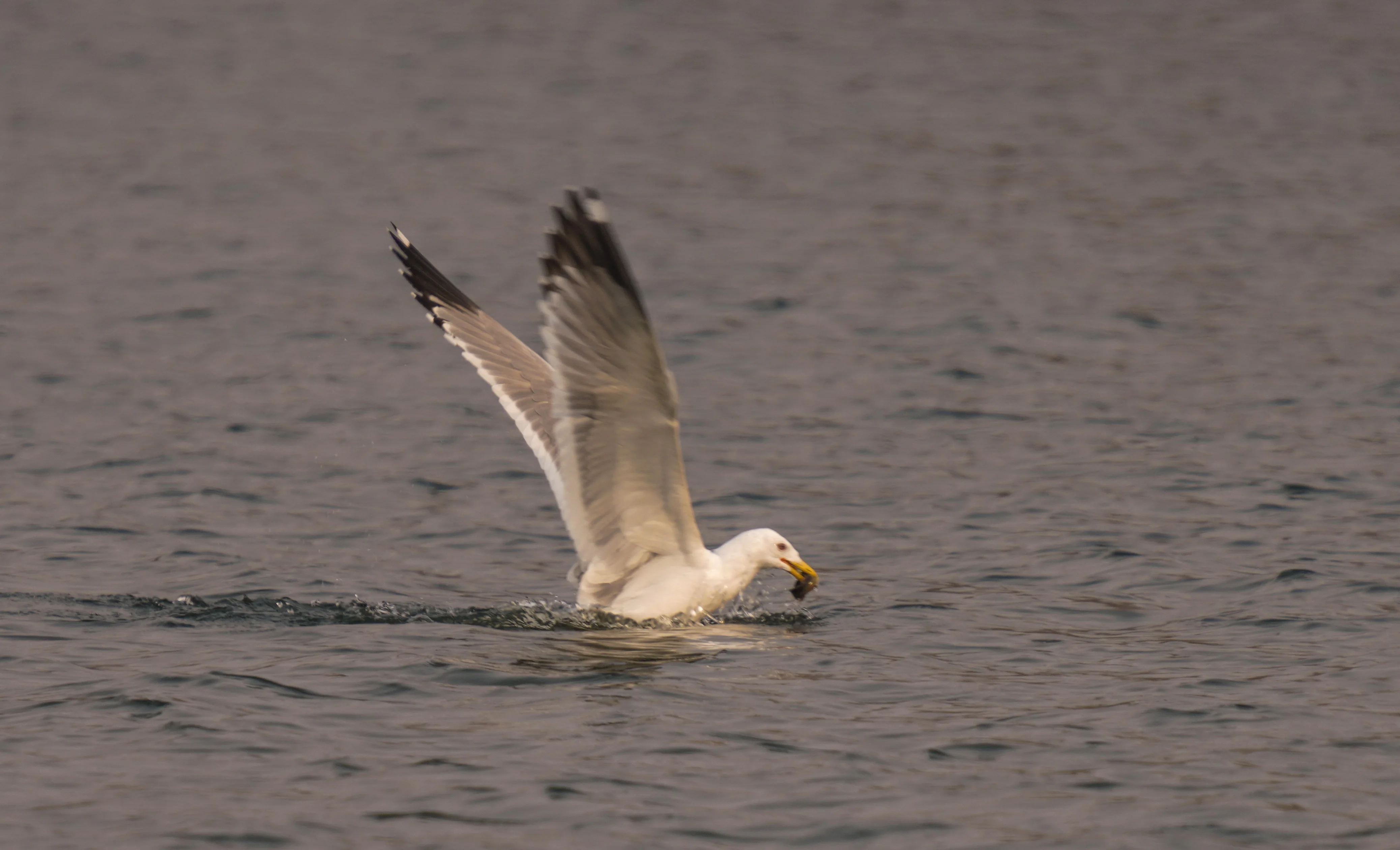 

Комплект из 4 шт. супермягких внедорожных шин для краулеров 1/10 (1.9 дюйма), 96 мм, резиновые, с шестигранным креплением 12 мм, для Tamiya CC01 D90 701A