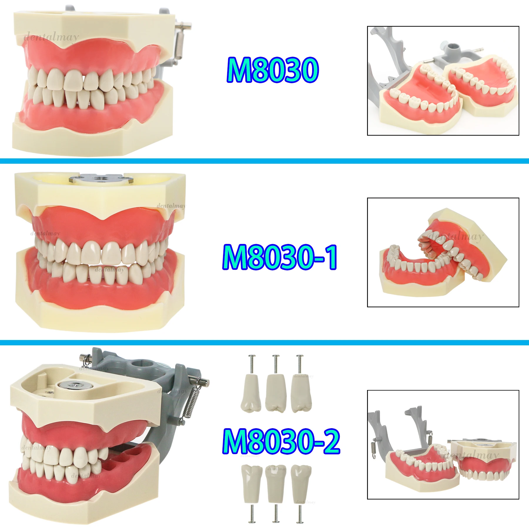 

Dental Teeth Model Columbia 860 Typodont Model - 32Pc Articulated Magnetic Quick Disconnect M8030 M8030-1 M8030-2