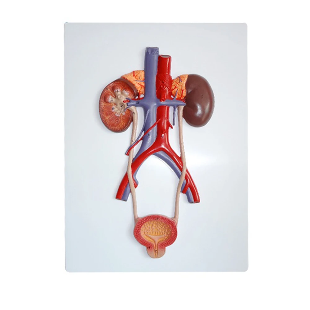 modello-anatomico-della-vescica-in-rilievo-del-sistema-urinario-phantom