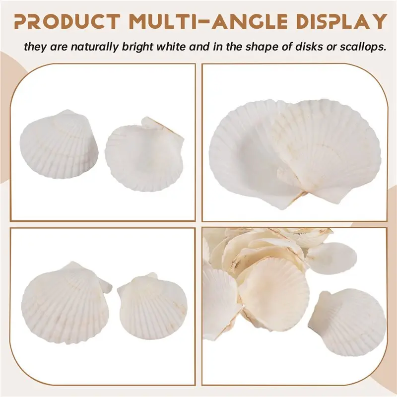 L60A 120PCS Natural Scallop Shells 1.4-2.4Inch White Small Sea Shells For Crafts Crafting Shell Bulk Real Seashells view 3