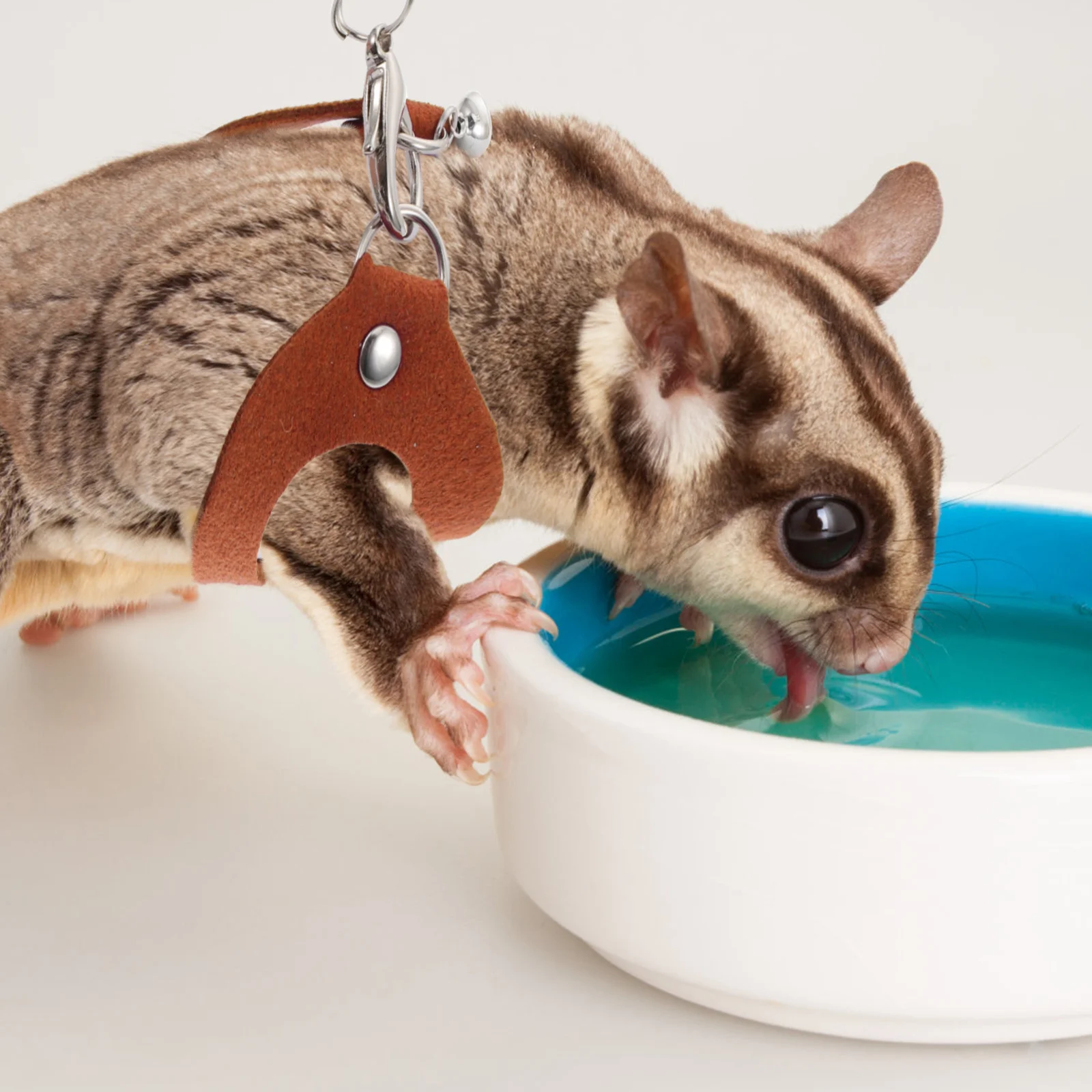 

1Set Sugar Glider Traction Rope Multi-Purpose Durable Rope for Small Animals Lightweight Easy to Store Carry Reptile Harness