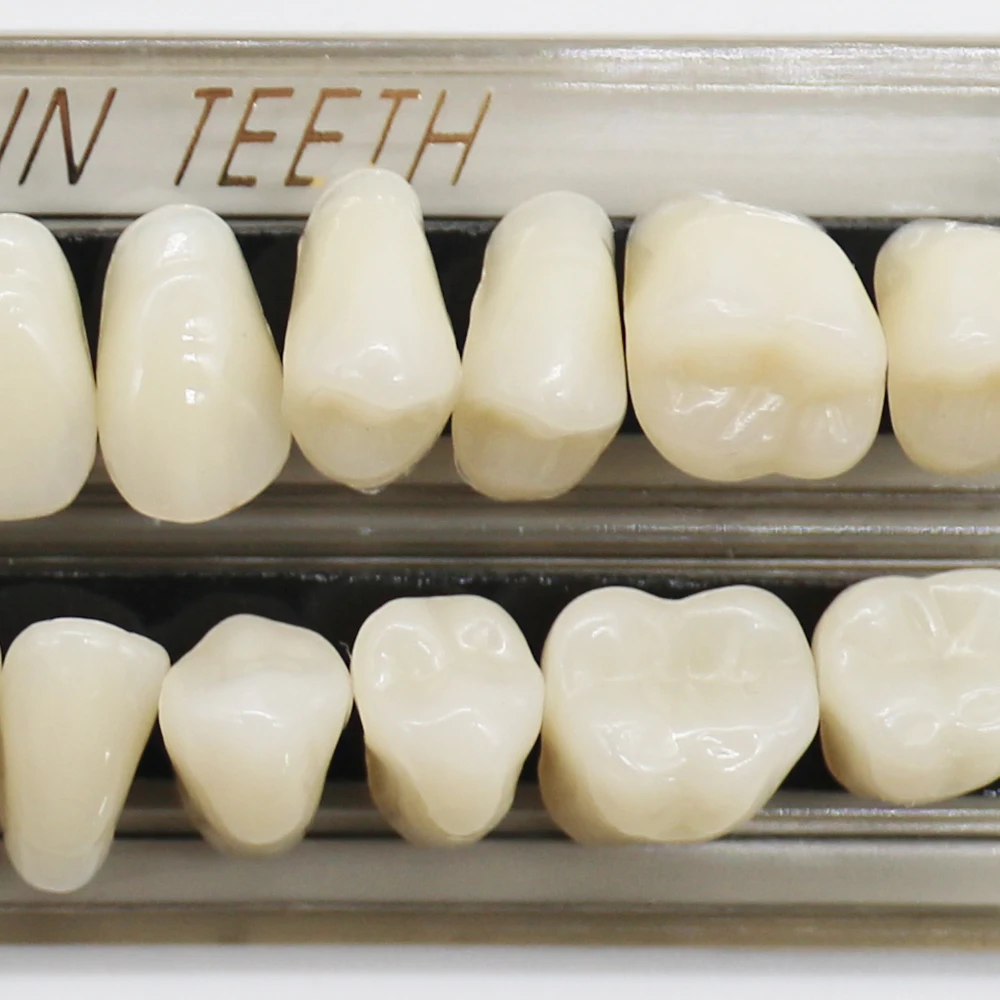 HBC Dental 28teeth Resin Denture Synthetic Resin Teeth Teeth Teaching Model Permanent Teeth Model