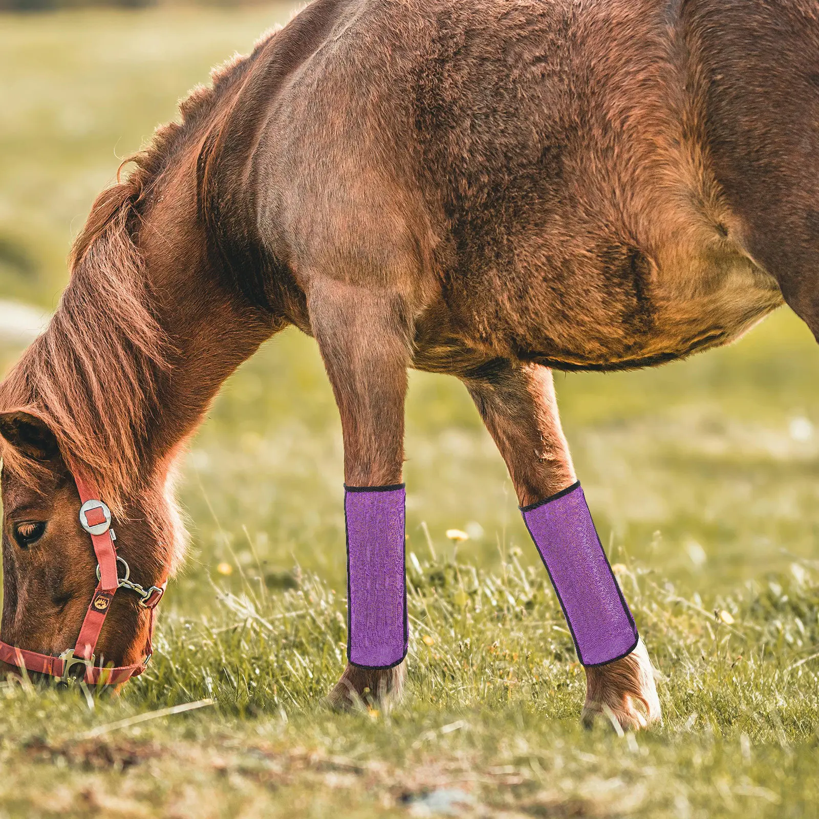 4Pcs Horse Mesh Boots Professional Breathable Horse Leg Protection Net Cover Support Stable Use Multi-Function Mesh Boots