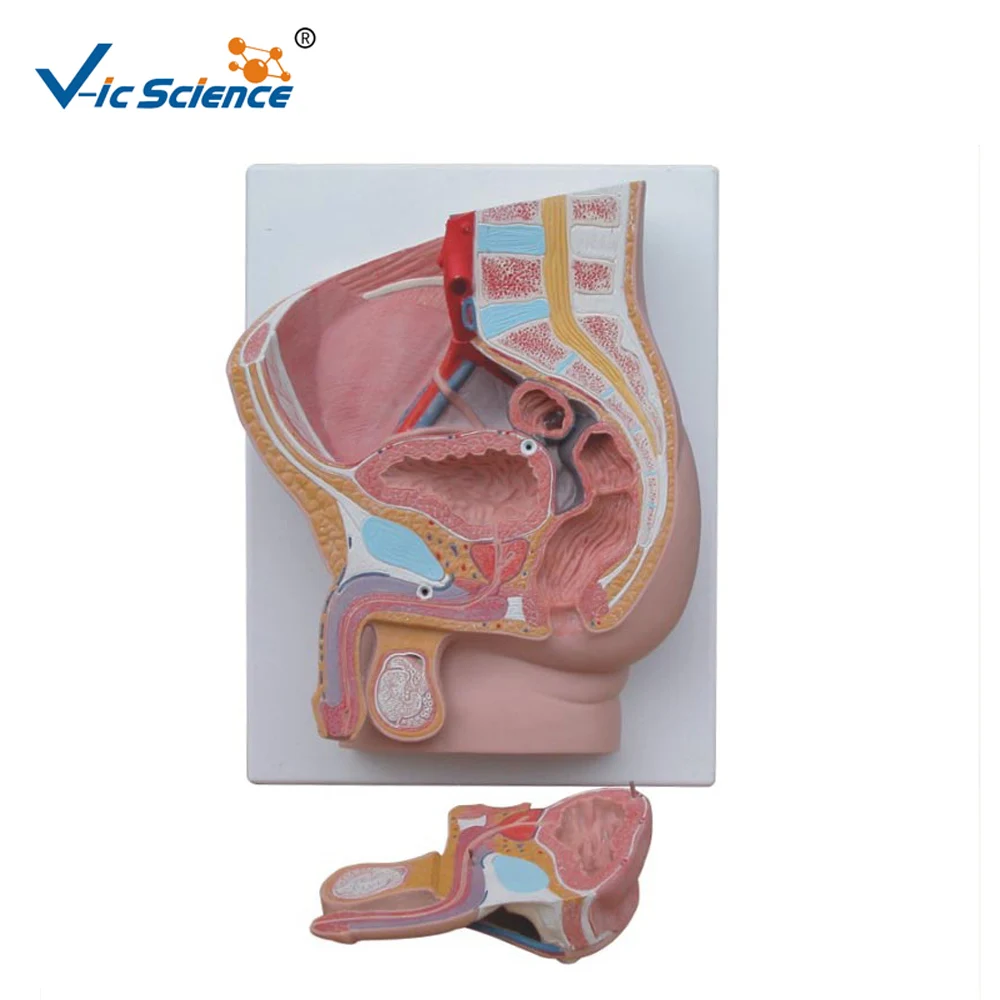 Human Male Pevis Section (2 part) Model