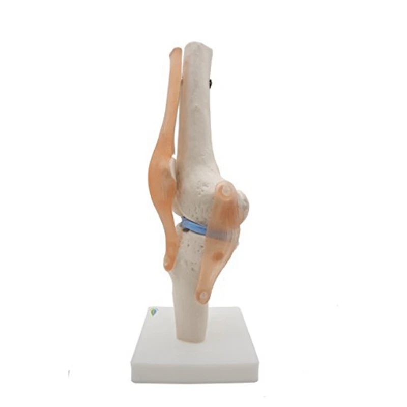 Anatomical Knee Joint Skeleton Model Human Knee Joint Teaching Model With Ligaments Model, Life Size