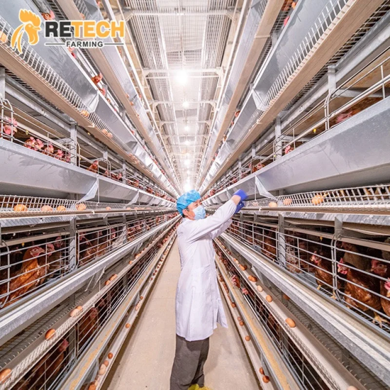 自動給餌システム付きH型鶏舎ケージ