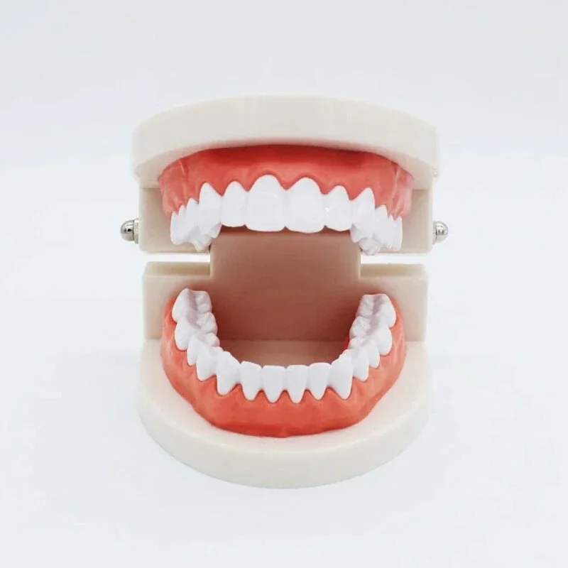 Standard Dental Teeth Teaching Model Plastic Typodont Model for Dental Students Study Dentist Display Model