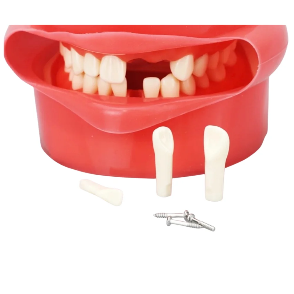 YTYIN PH2 Equipments Hochwertiges Lehrinstrument Phantomsimulator Trainingsmodell für das Studium der Schule und Universität