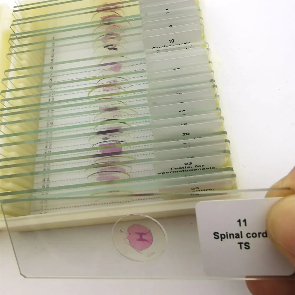 Scivolo preparato per microscopio storico di base da 25 pezzi