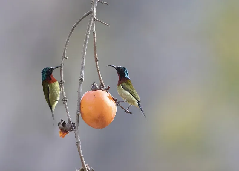 

8600E 1:22 4WD RC Drift Car - 2.4G w/ Gyro, 30km/h, RTR Kids Gift (Ages 6+)