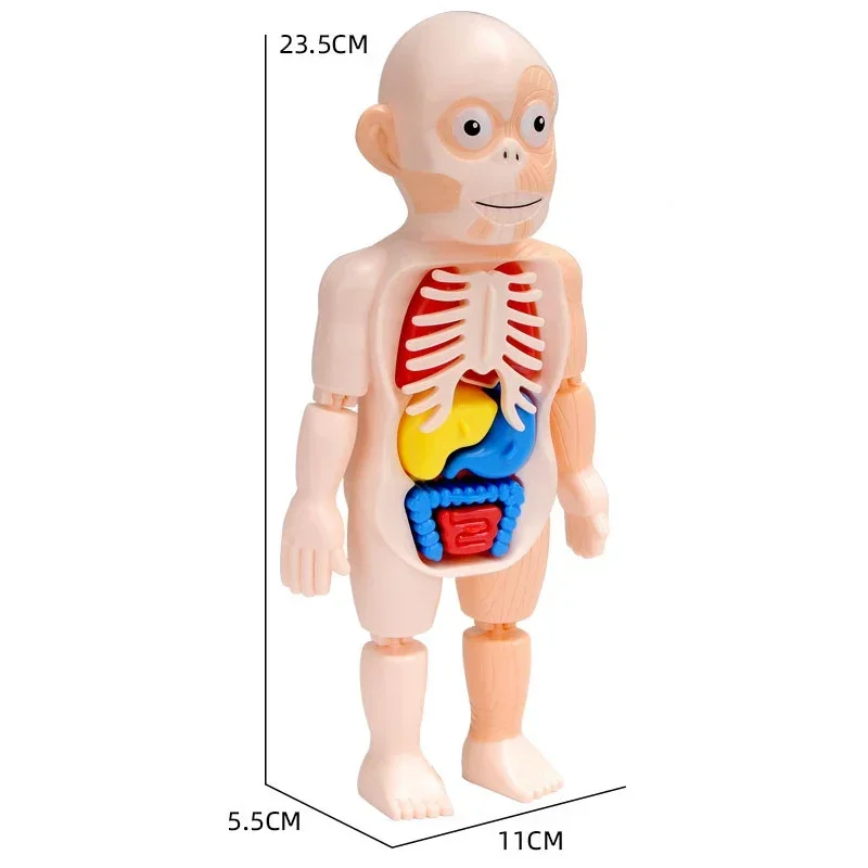 Torso humano anatómico, modelo de cuerpo Montessori, rompecabezas 3d, kits de molde de órgano interno de anatomía, herramientas educativas para niños, juguetes