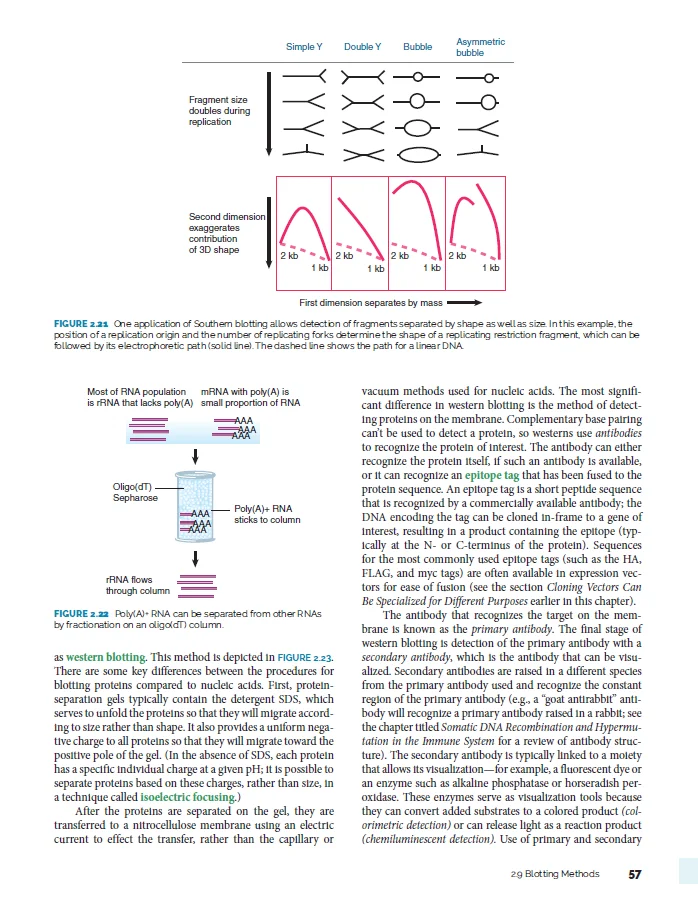 Гены Левина XII 12-е издание