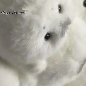 귀여운 아기 바다표범 봉제 인형; 실제 바다표범 장난감 기념품 가방 펜던트 인형 선물