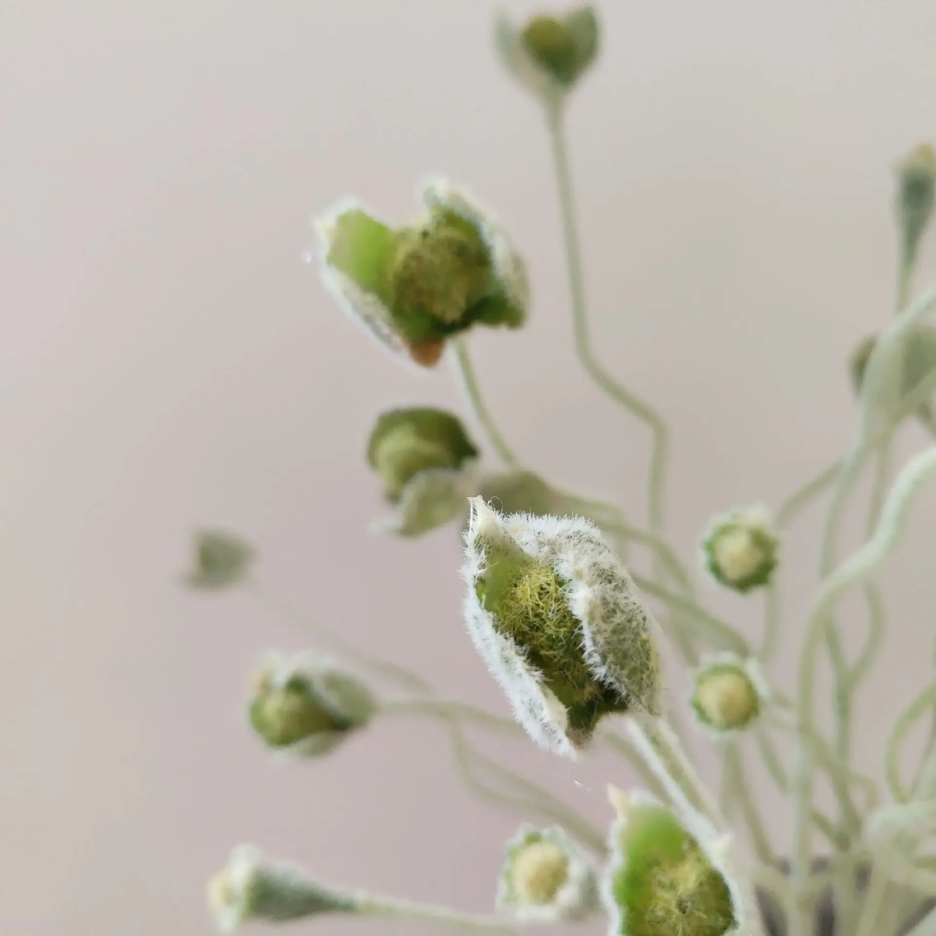 5 Stück Künstliche Beflockte Mohnblüten aus Seide für Hochzeitsdekoration, Blumenarrangements, Heimdekoration, Party-Tischdekoration – Detail 4