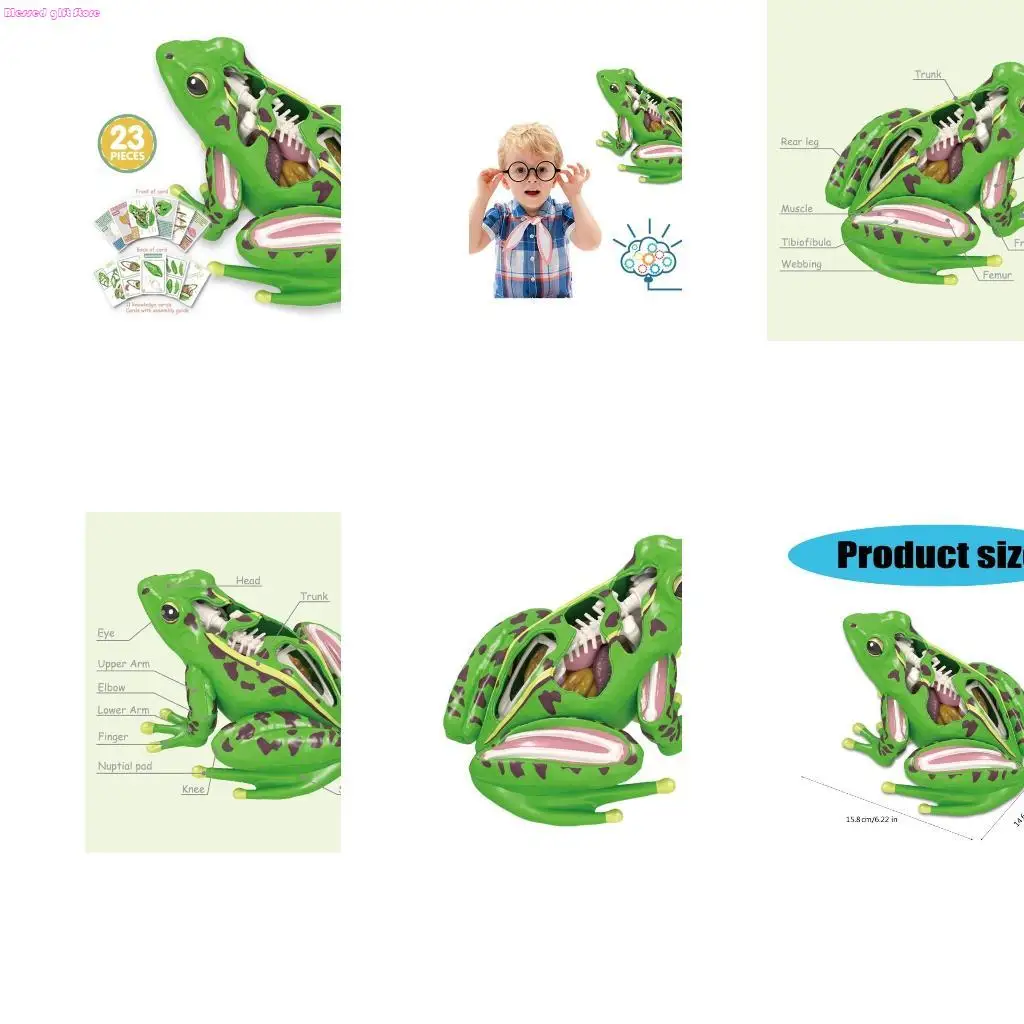 

D0JC 4D Anatomical Frogs Educational Toy for Children Veterinary Teaching Model