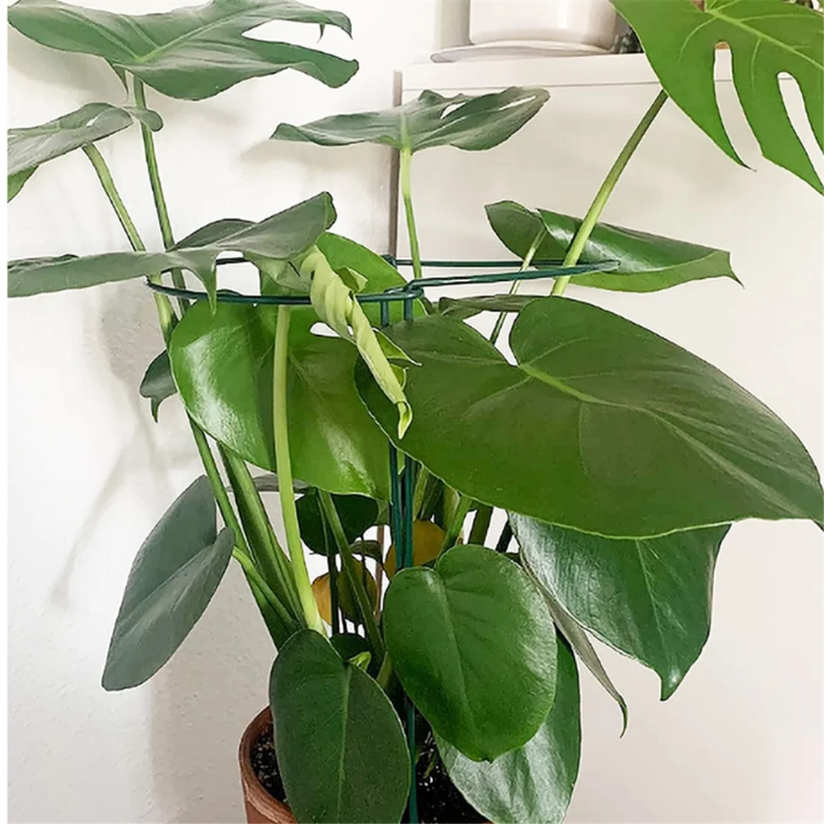 

6 Pack Large 60cm Tall Bow Plant Support Stakes, Strong Metal Garden Supports Half Round Flower Hoops Vogue