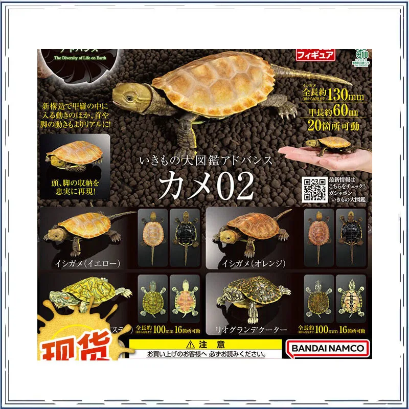 

Biology Illustrated Guide Red-eared Slider Gashapon Simulation Movable Model Ornament Collectible Toy
