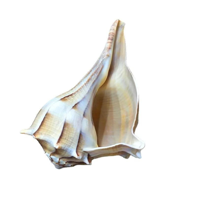 Conch Shell for Fish Tank Landscaping, Conch Whistle, Window Decorations, 15-22cm