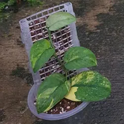 30*12cm Plant Support Cages Plastic Monstera Simple to Use Stackable Moss Pole for Climbing Plants Accessories