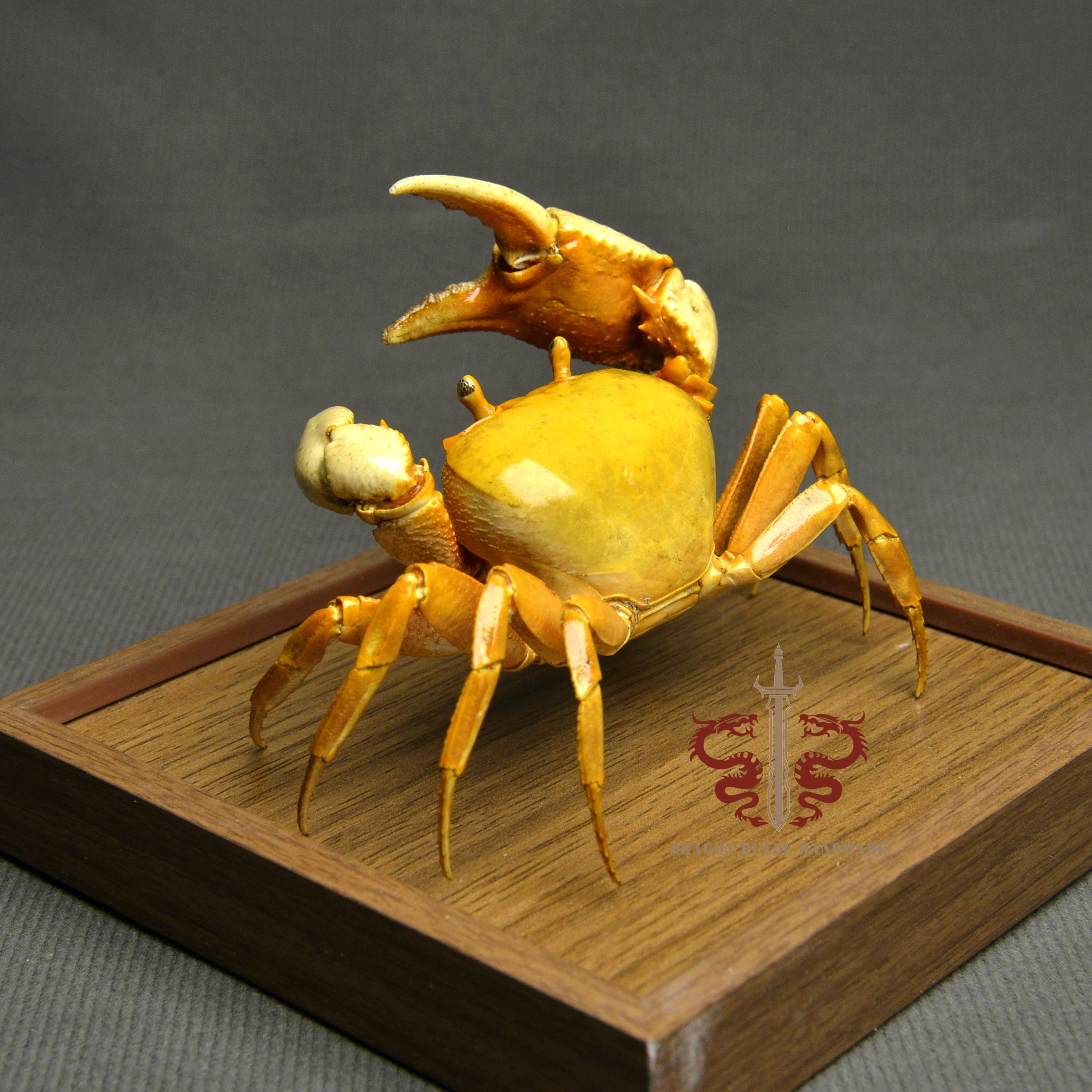Crab specimen Nanhaipotamon guangdongense, museum-quality taxidermy display box, Collection Home Decor Ornament Desk Decoration
