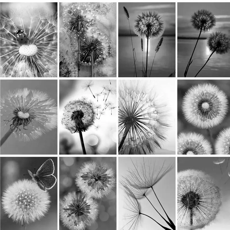 GATYZTORY Painting By Numbers Black White Dandelion HandPainted Kits Drawing Canvas DIY Oil Pictures By Numbers Home Decor Gift