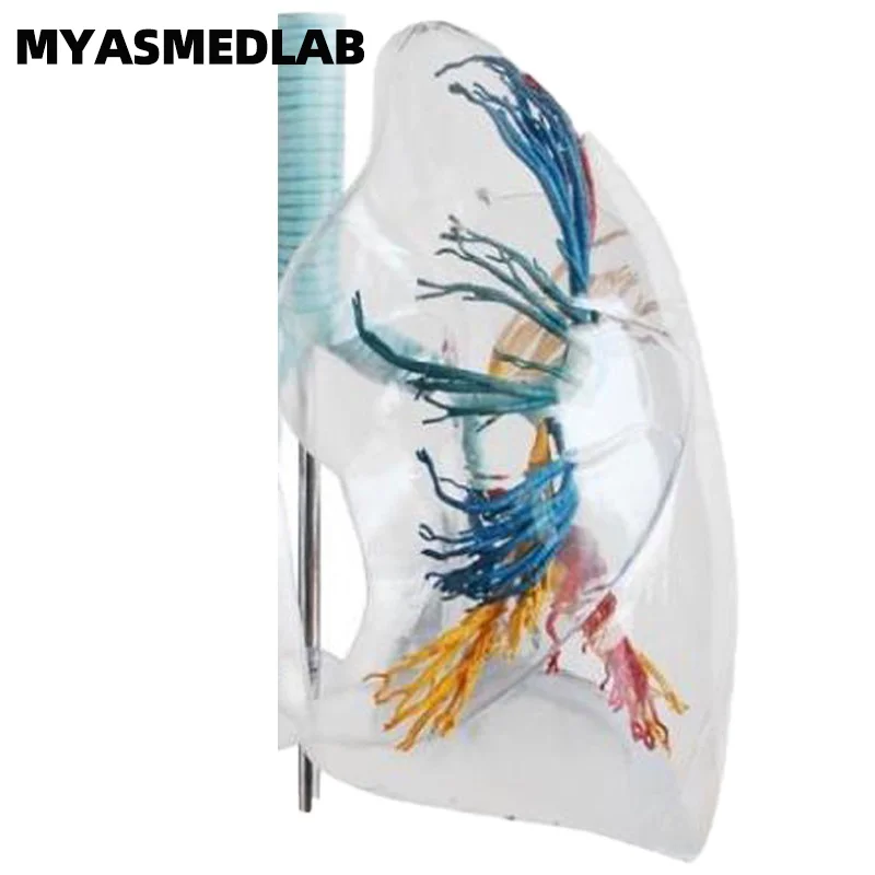 Professional Transparent Lung Segment Dissection Model with Left and Right Bronchial Tree Structures for Educational Purposes