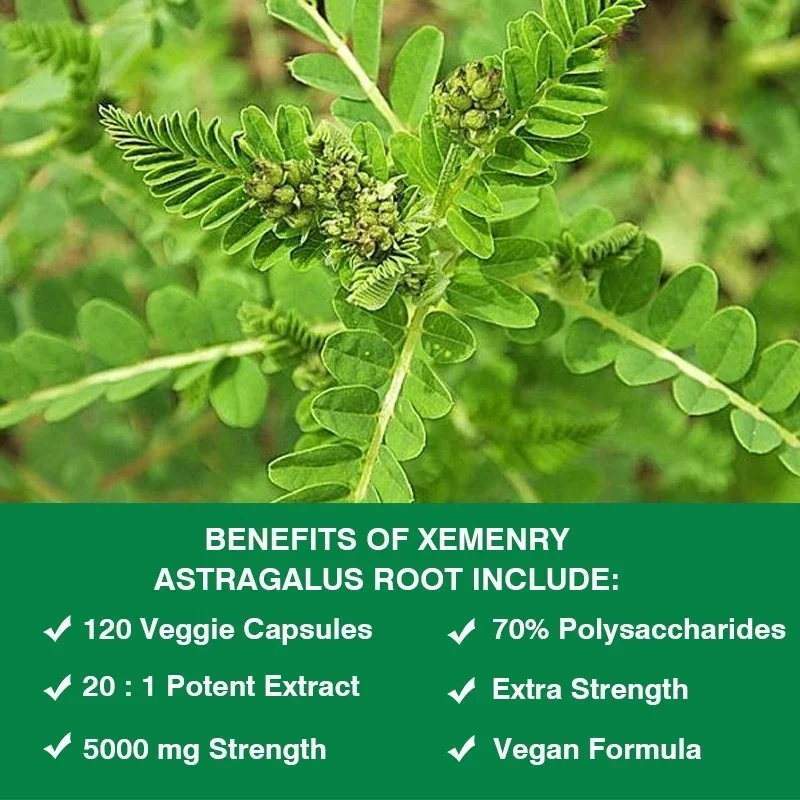 Vitality Natural Astragalus Root, 15000mg Traditional Immune Support, Non-GMO Project Verified, Vegan, 30/60/120 Capsules