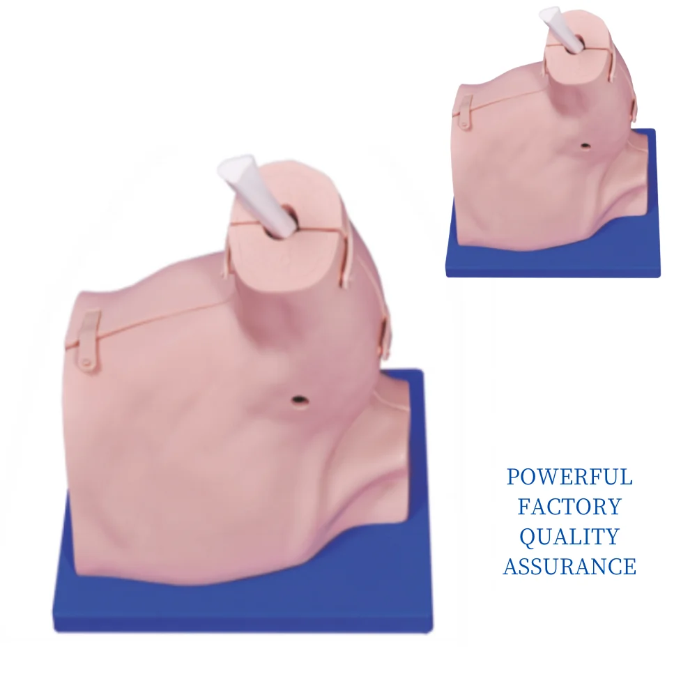 Shoulder Arthroscopy Model Medical Science Shoulder Arthroscopic Examination Simulator Medico Surgical Operation Teaching Materi