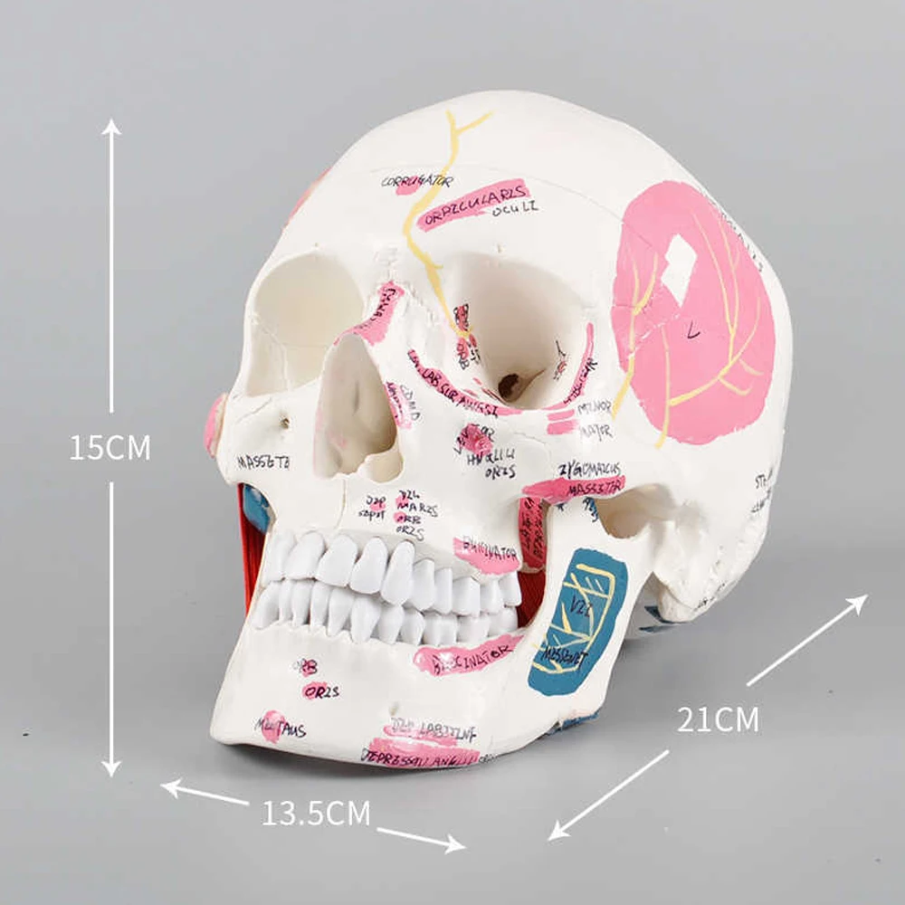 Dental Medical Human Head Model and Medical Standards Anatomical Dental Teeth Model