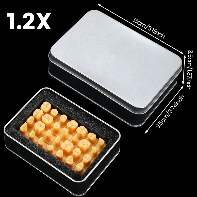 28 pz/set Dentista Intagliare Denti Modello Per Adulti Denti Permanenti Intagliati Modello di Confronto Odontoiatria Laboratorio Studio Dimostrazione