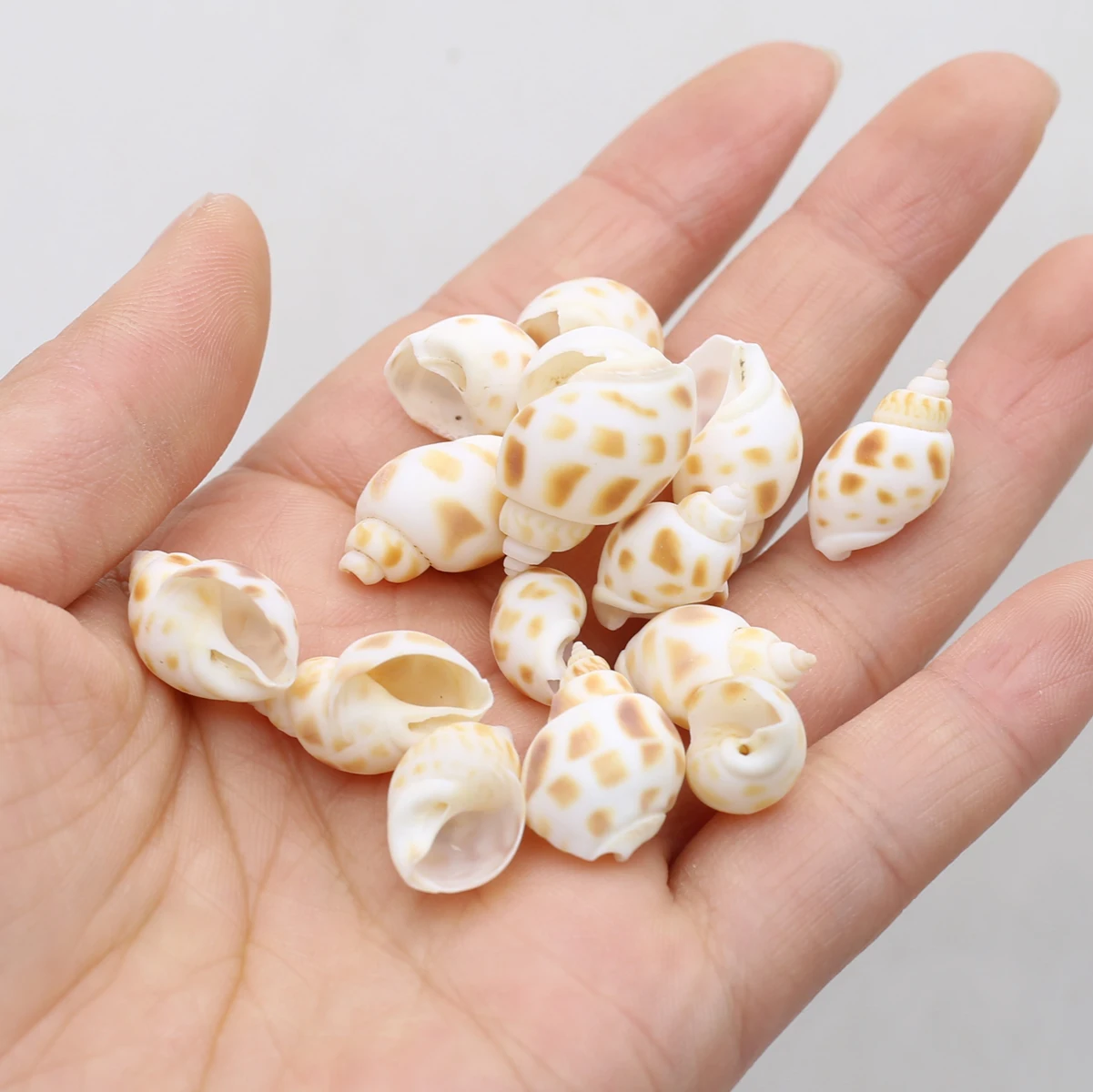 100g Natural Shells Conch Small Craft DIY Charms For Bracelet Making Earrings Jewelry Supplies Fish Tank Aquarium Ornament Decor