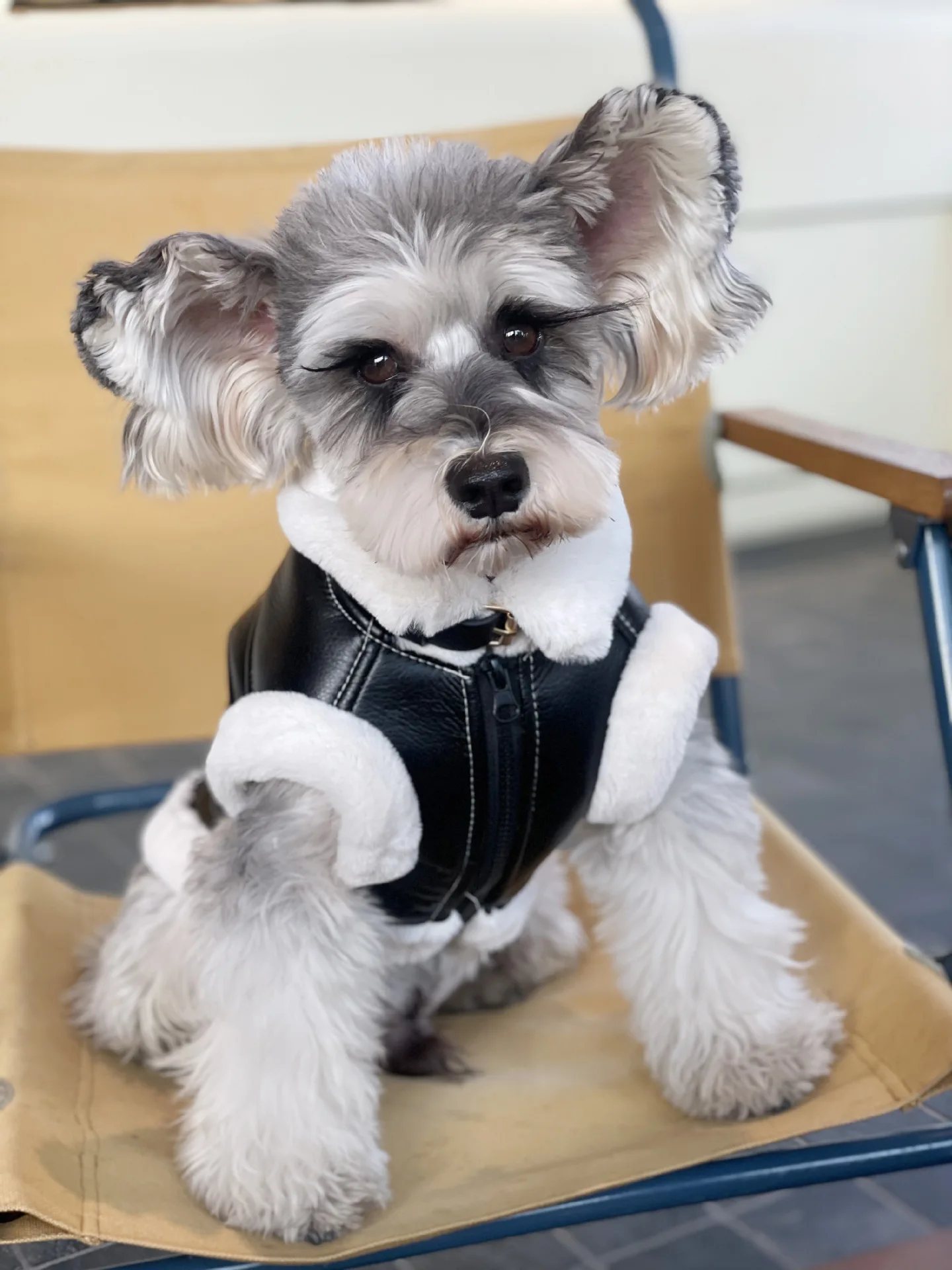 Gilet sans manches en velours pour animaux de compagnie, manteau une pièce en fourrure, Teddy Schnauzer Bichon, gilet épais pour chiots, vêtements pour petits chiens, automne et hiver