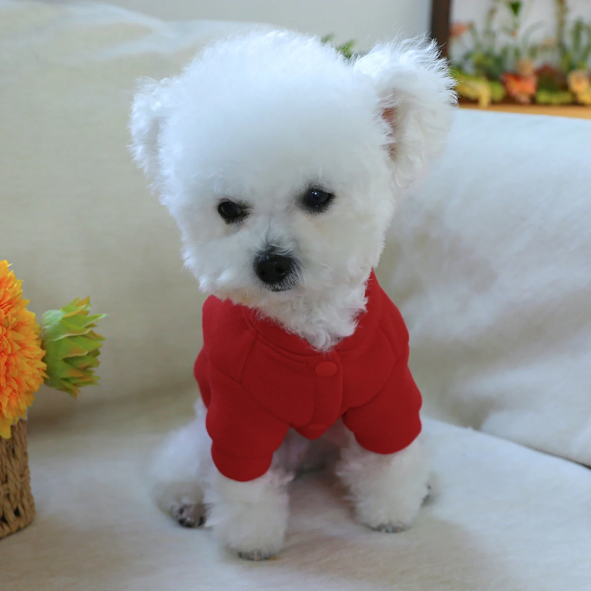 1PC pet clothing cat spring and autumn plush thickened red letter B jacket suitable for small and medium-sized dogs