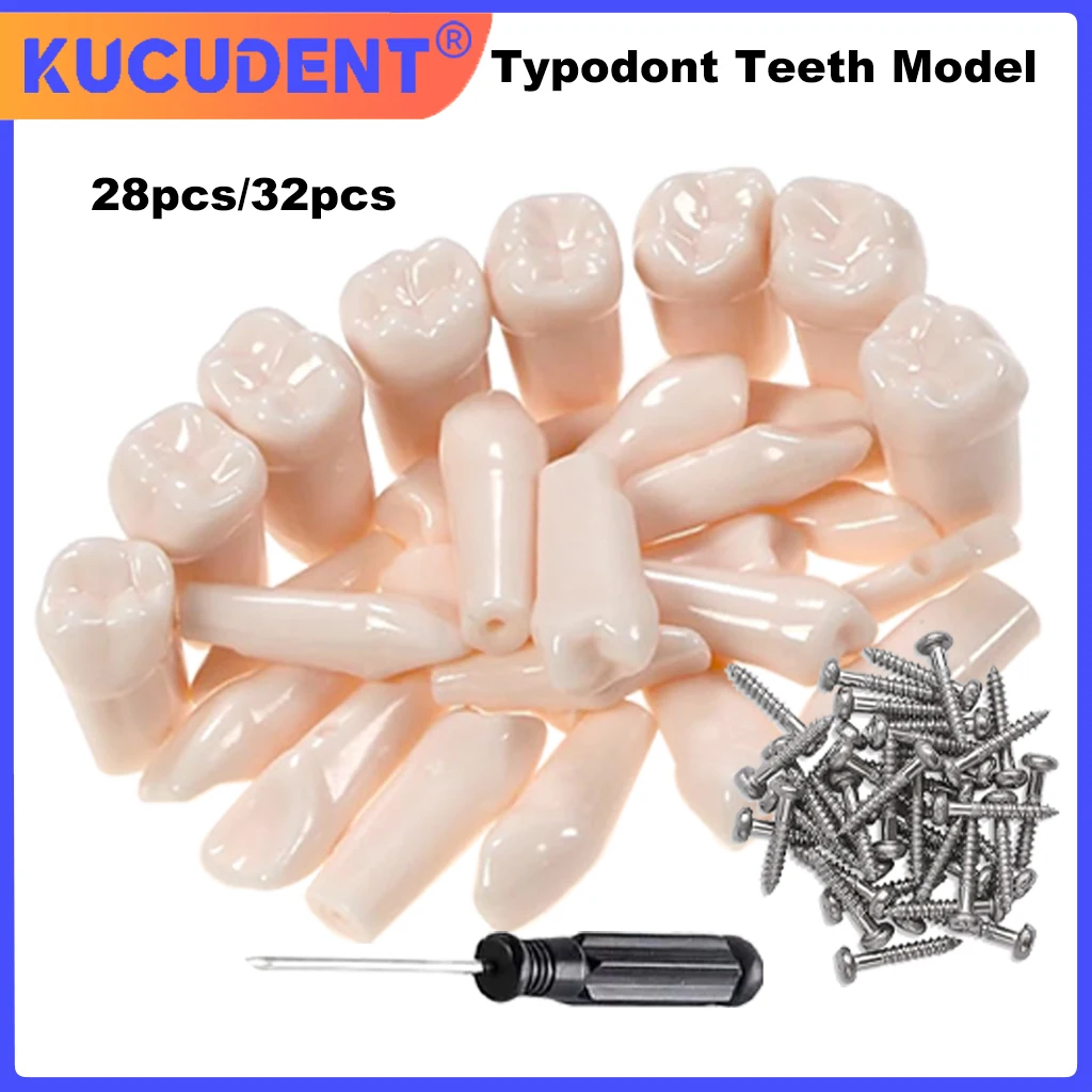 Dental Teeth Model Restorable And Removable Models Of Diseased Teeth Resin Denture Practice Tooth For Dental Technician Practice