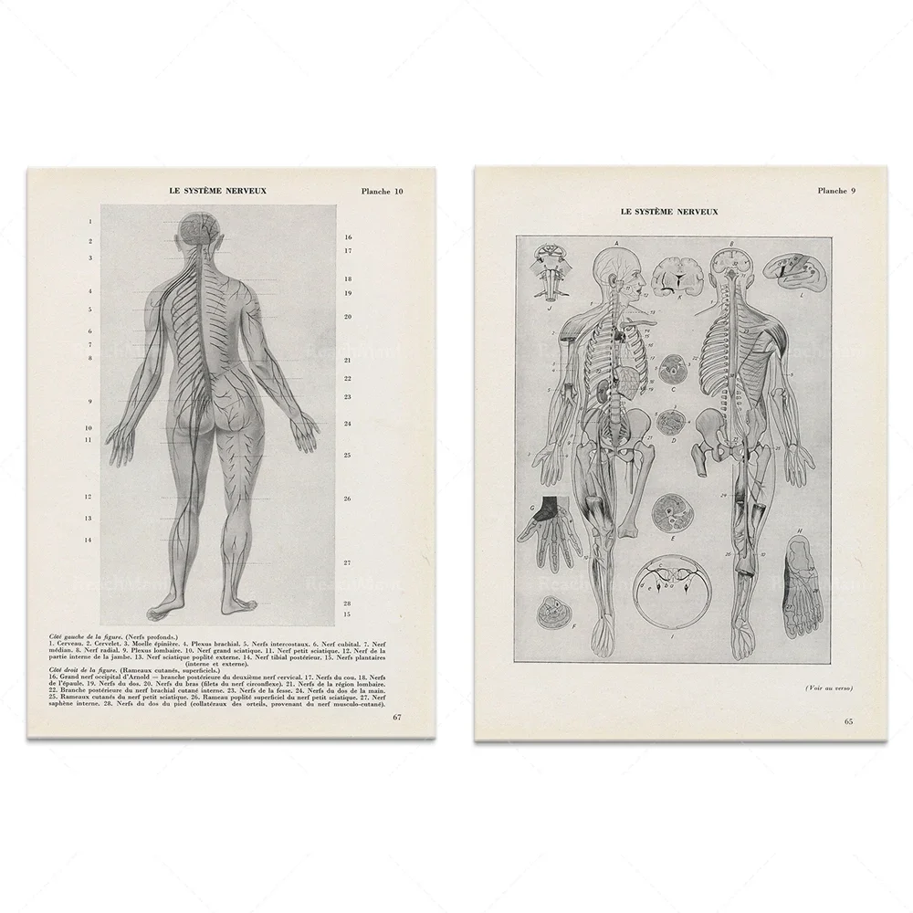 A pair of anatomical drawings of the nervous system from 1962. Antique French Retro Doctor Office Wall Art Decor Gift Poster
