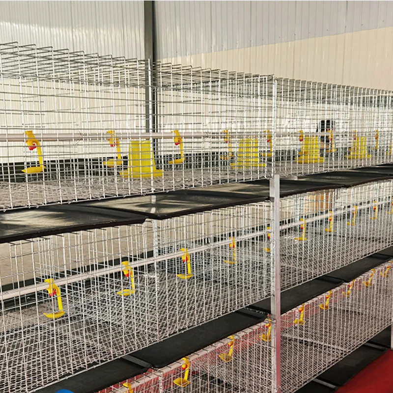 H Type Layer Chicken Cage  Steel Stepped Cages For Chicken Used