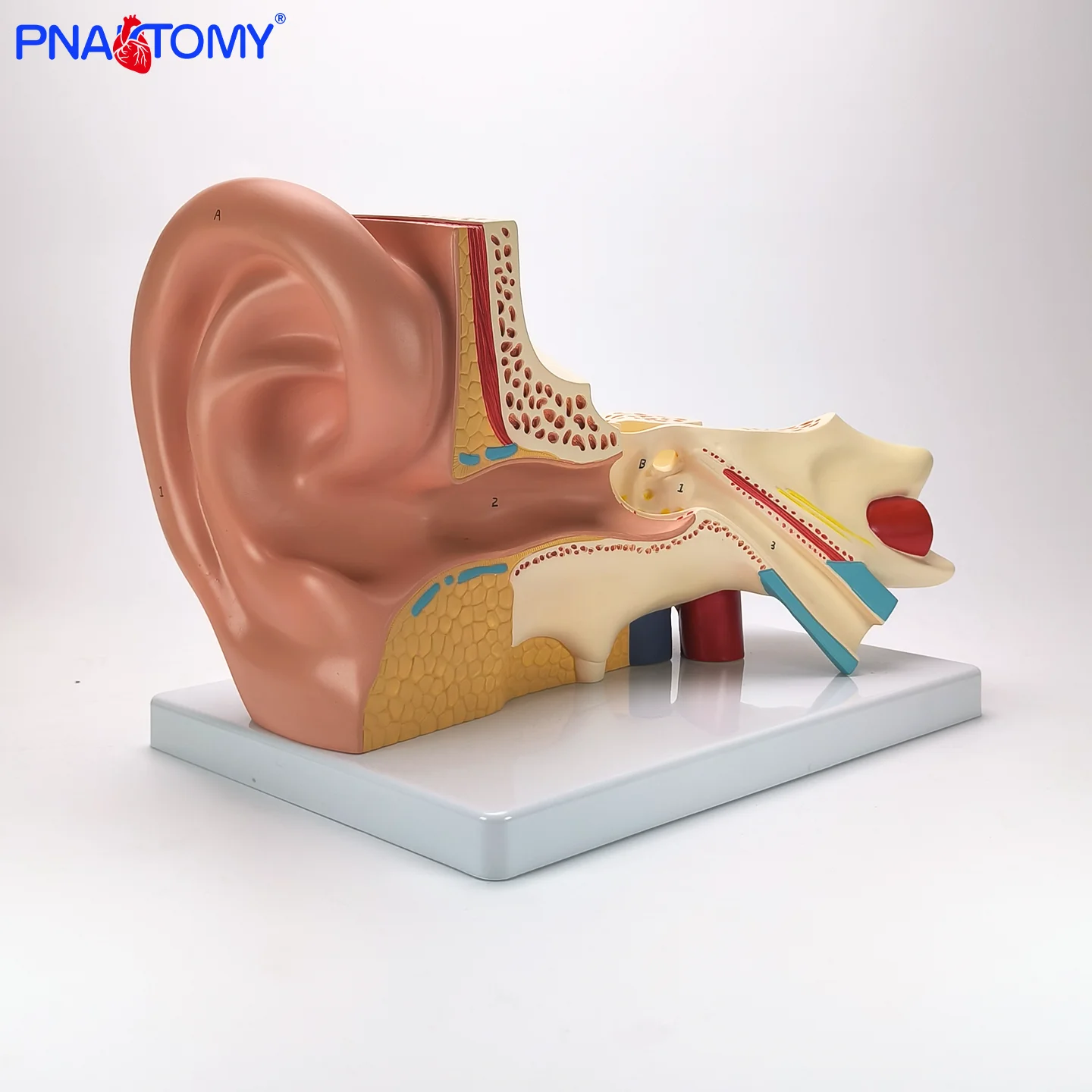 

Enlarged Ear Model The Organs of the Auditory System in the Outer Middle and Inner Ears of the Ear Anatomical Model