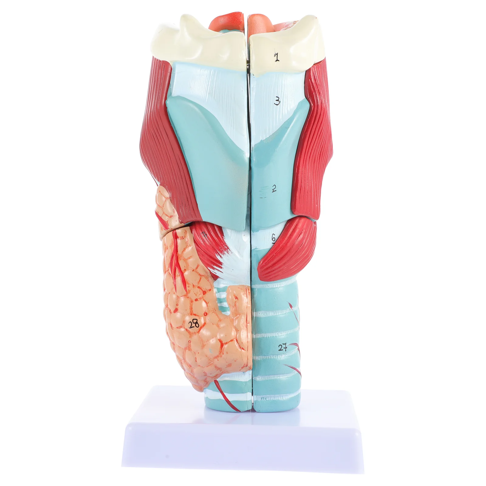 Anatomy Teaching Model Vocal Cords Structure School Laryngeal Human Throat Pvc Scientific Anatomical of Larynx
