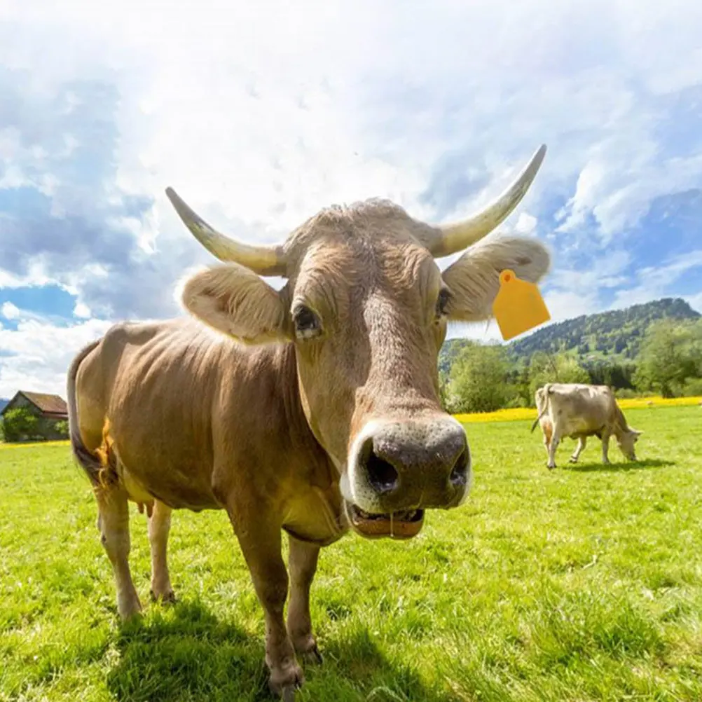 

100 шт. пластиковых ушных бирок для животных без изгибов, с иглой для легкого крепления, пустые бирки для коров, овец, свиней, аксессуары для ушных бирок для крупного рогатого скота