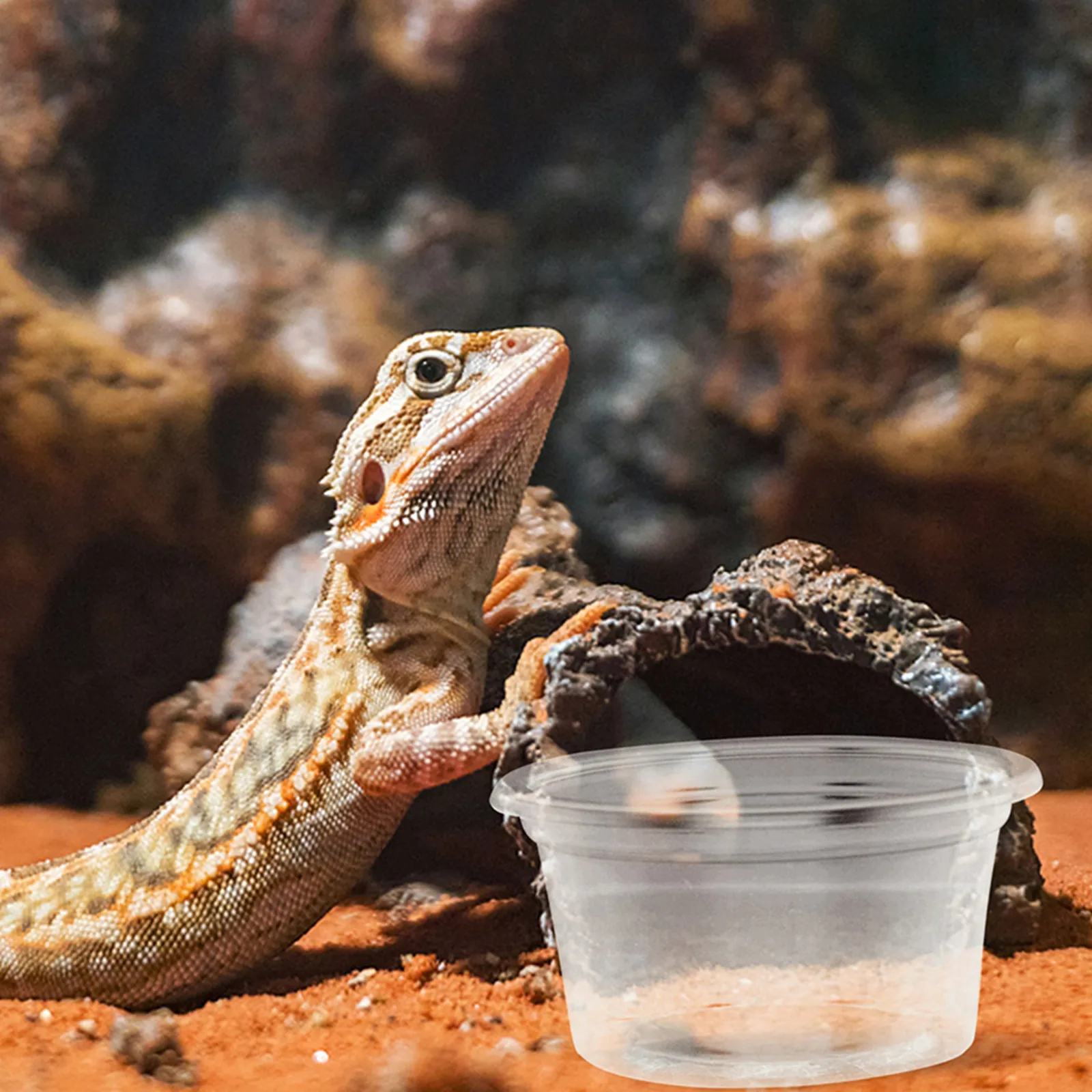 30Pcs Reptile Food Water Bowls Plastic Feeding Cups Suitable for Small Pets Geckos Lizards Snakes Spiders Terrarium Tank view 2