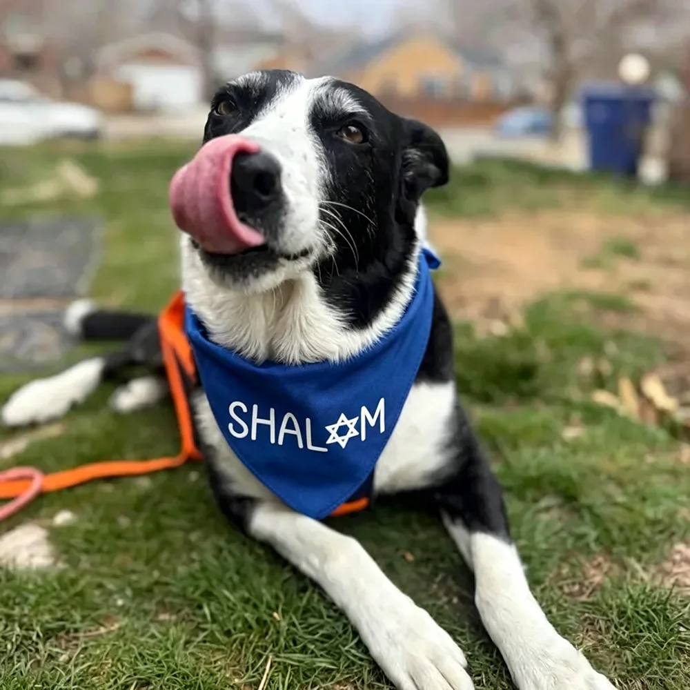 Shalom Jewish Holiday Celebration Triangle Dog Bandana Star of David Shabbat Hanukkah Passover Pet Accessory Gift for Pet Lovers