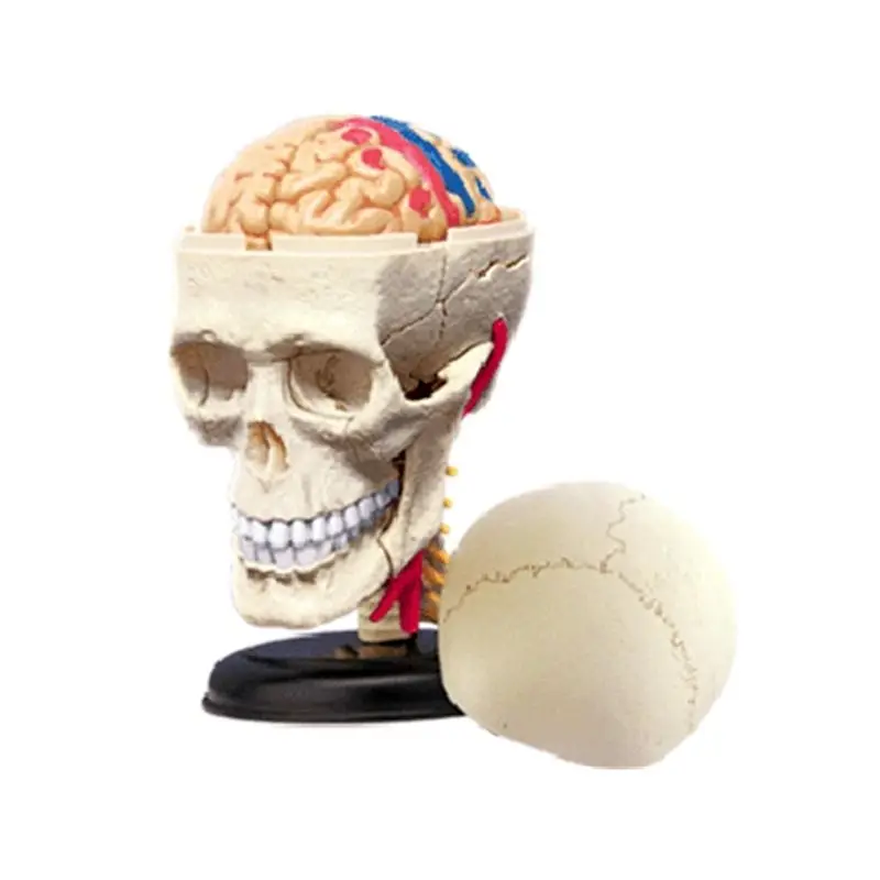 Human Skull Organ Assembly Model, Medical Teaching Model, Tabletop Decoration, DIY Scientific Research Desktop Display