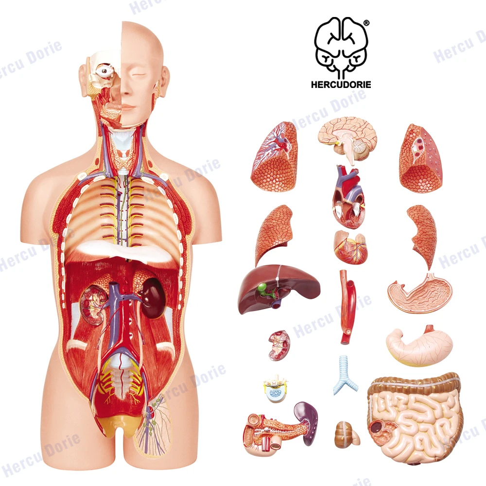 

27 Part 85CM Human Model Anatomical Heart Model Brain Human Structure Model Medical Organ Human Trunk Model