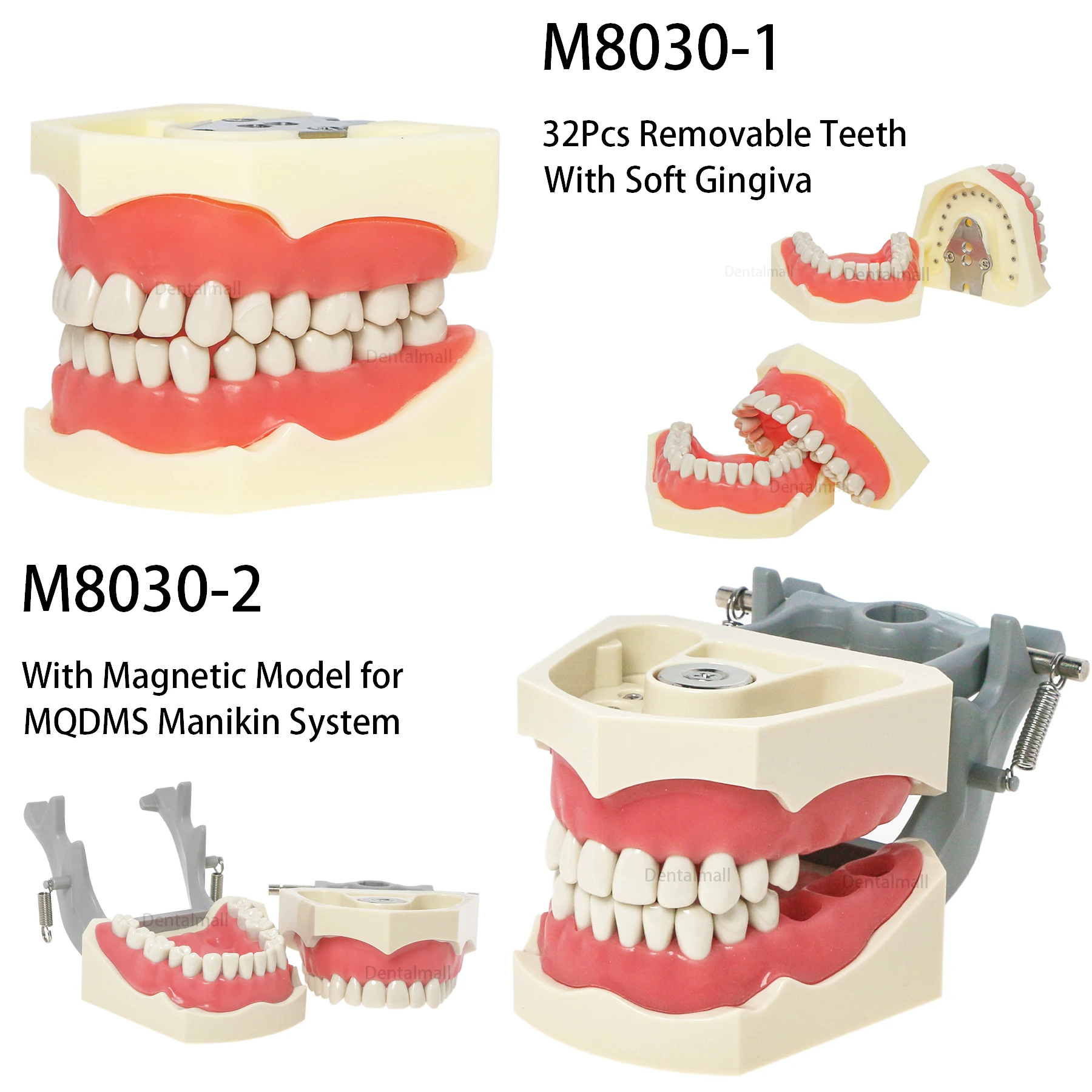 Dental Teeth Model Columbia 860 Type Model 32Pcs Removable Teeth with Magnetic Soft Gingiva M8030-1 M8030-2