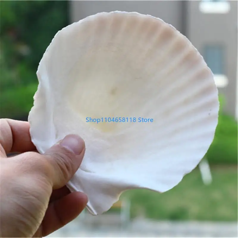

10 Large Flat Scallops Shells For Craft Supplies and Baking Party Home Decoration Natural Fashion Beauty Accessory