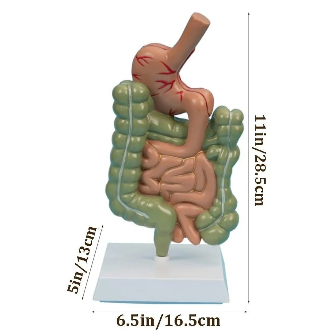 Human Digestive System Model Removerable Stomach Anatomy Large Small Intestine Medical Model Human Internal Organ Structure Mode