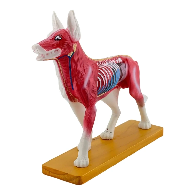

Dog Anatomical Model Anatomical Model Dog Acupuncture Model School Supplies