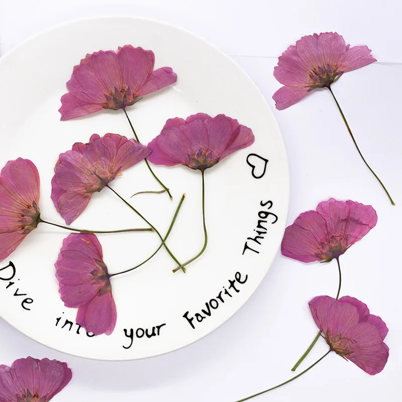 12 Stück, echt gefärbte gepresste Kosmosblumen, natürliche Pflanzen für DIY-Lesezeichen, Schulprojekte, Grußkarten & Heimdekoration – Detail 4
